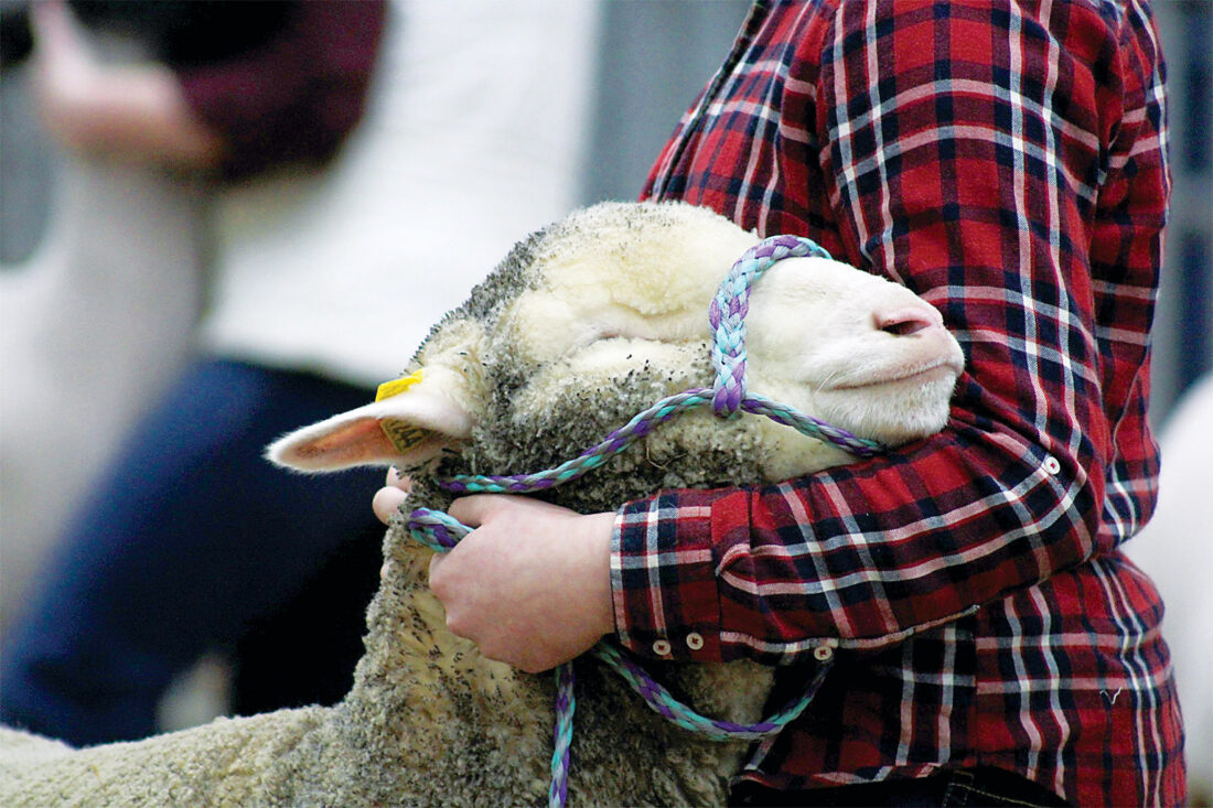 It’s their showtime Local agriculture students showcase their talents